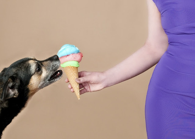 10 alimentos que nunca debería comer tu perro