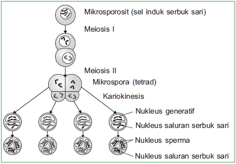 Gametogenesis Pada Tumbuhan (Mikrosporogenesis dan ... diagram of a meiosis 