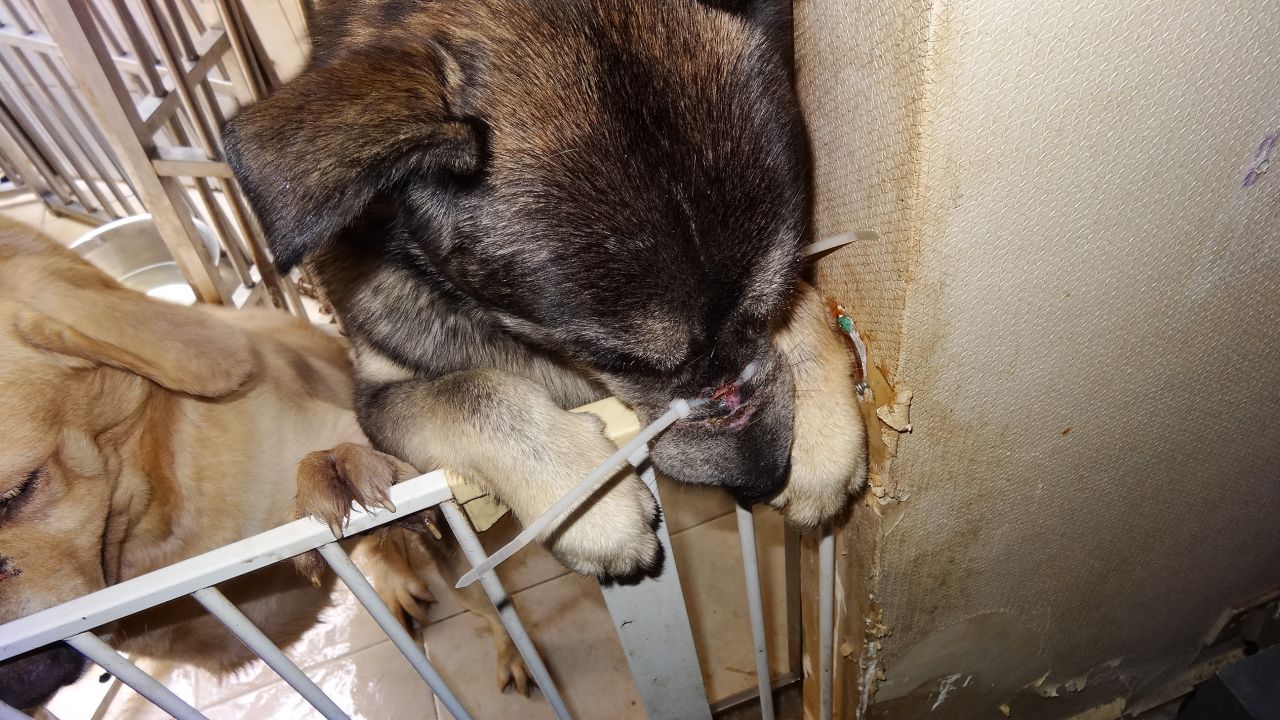 動物由来の4つの恐ろしい病気