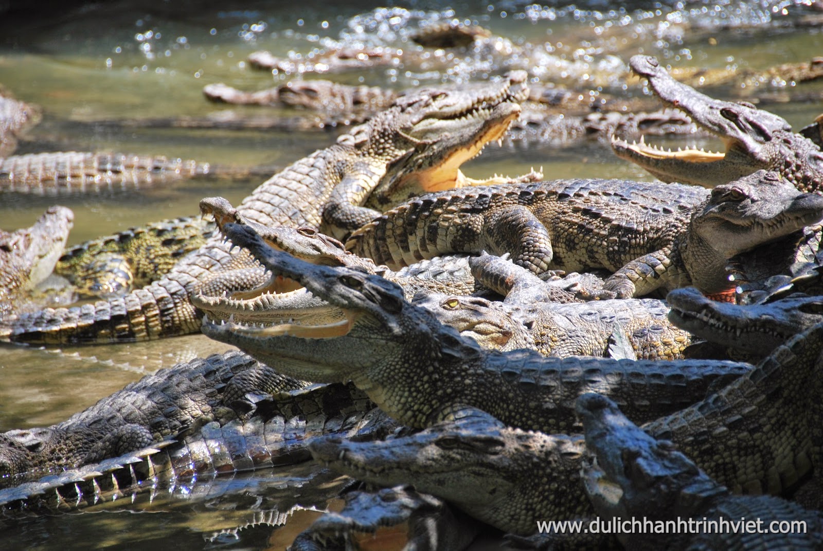 Tham quan khu du lịch sinh thái Cá Sấu Long Xuyên