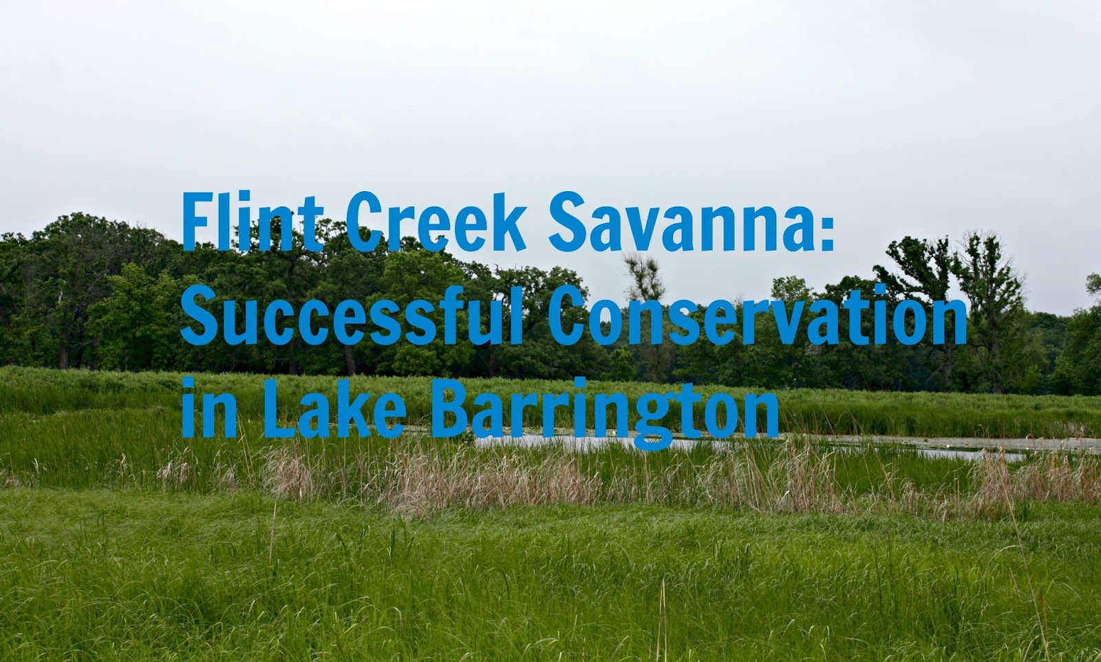 A Little Time and a Keyboard A Summer Walk at Flint Creek Savanna {Lake Barrington}
