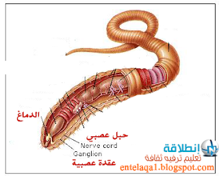 earthworm  الجهاز العصبي في دودة الأرض