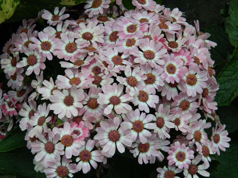 Pale white cineria Allan Gardens Conservatory Spring Flower Show 2013 by garden muses: a Toronto gardening blog 