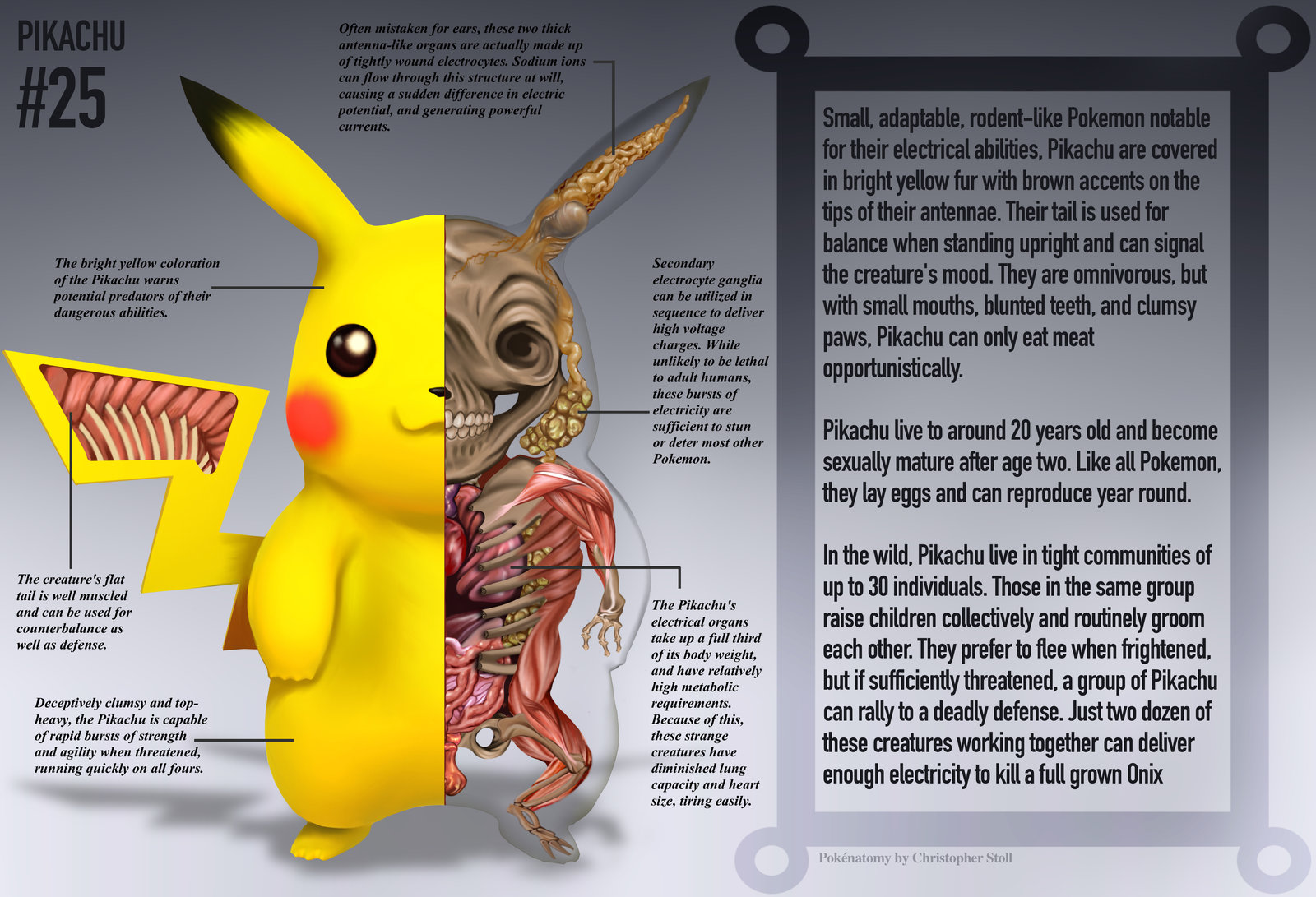 Adaptação - Pokémon, PDF, Pokémon