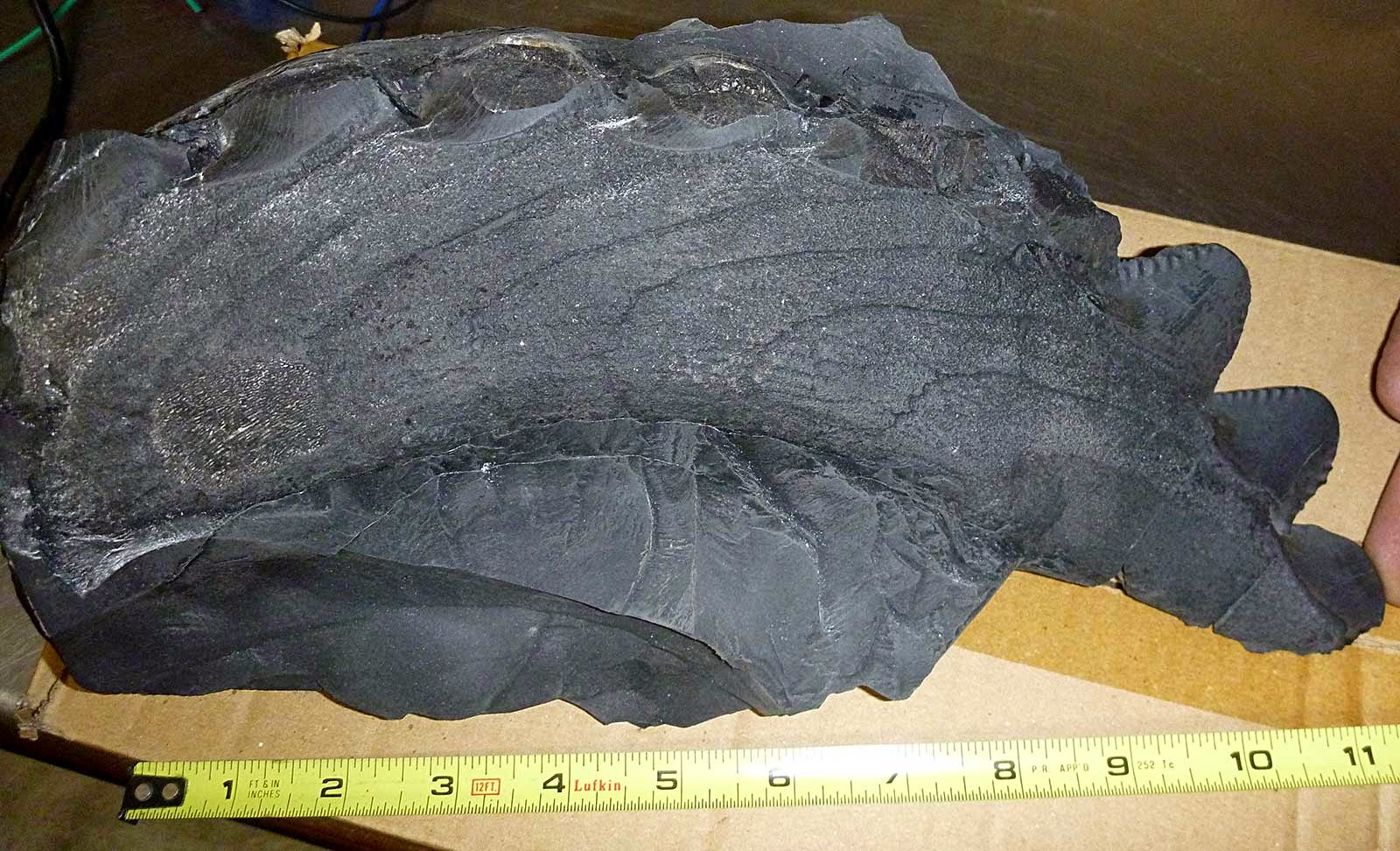 Louisville Fossils and Beyond Newly Found Edestus Shark Fossil