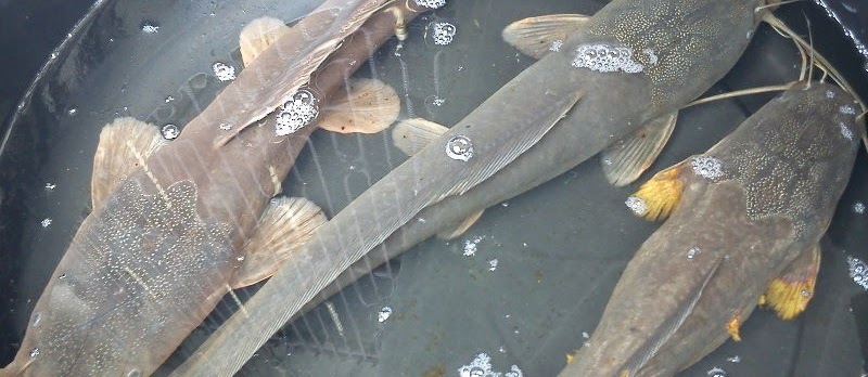 Ikan Air Tawar yang Biasa Dijual di Pasar