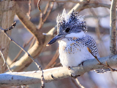 北海道 鳥 白い かわいい の最高のコレクション イラスト画像