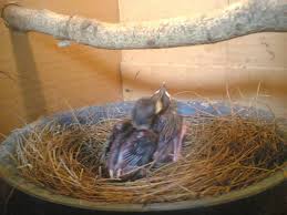 Burung Murai Batu - Perawatan Anakan Burung Murai Batu Selama Umur 1 (Satu) Bulan Sampai Menginjak Umur 2 (Dua) Bulan - Penangkaran Burung Murai Batu Burung Murai Batu - Perawatan Anakan Burung Murai Batu Selama Umur 1 (Satu) Bulan Sampai Menginjak Umur 2 (Dua) Bulan - Penangkaran Burung Murai Batu