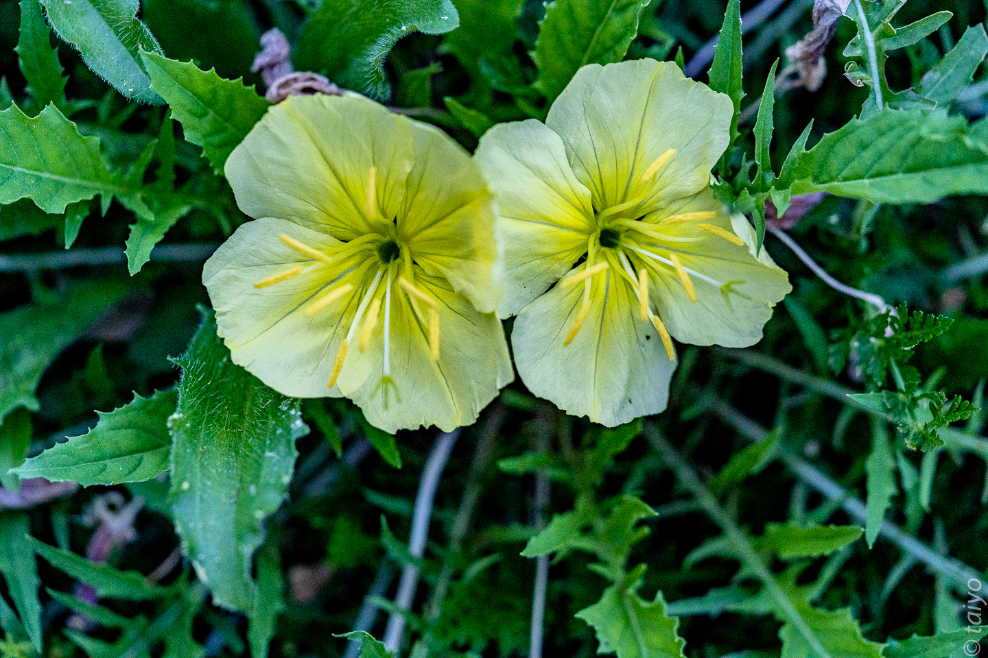 Taiyo's Meanderings Nightblooming flowers