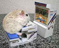 White rat at tiny computer