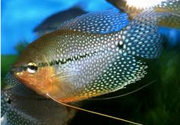 Ikan Hias  Lace Gourami sepat