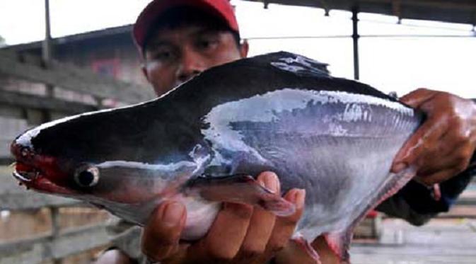 4 Rahasia Umpan Jitu Ikan Patin | Aquatic Essen