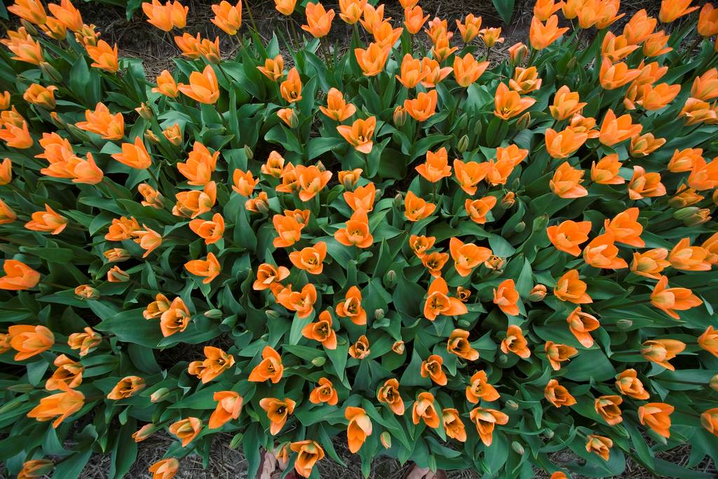 field of orange tulips from above