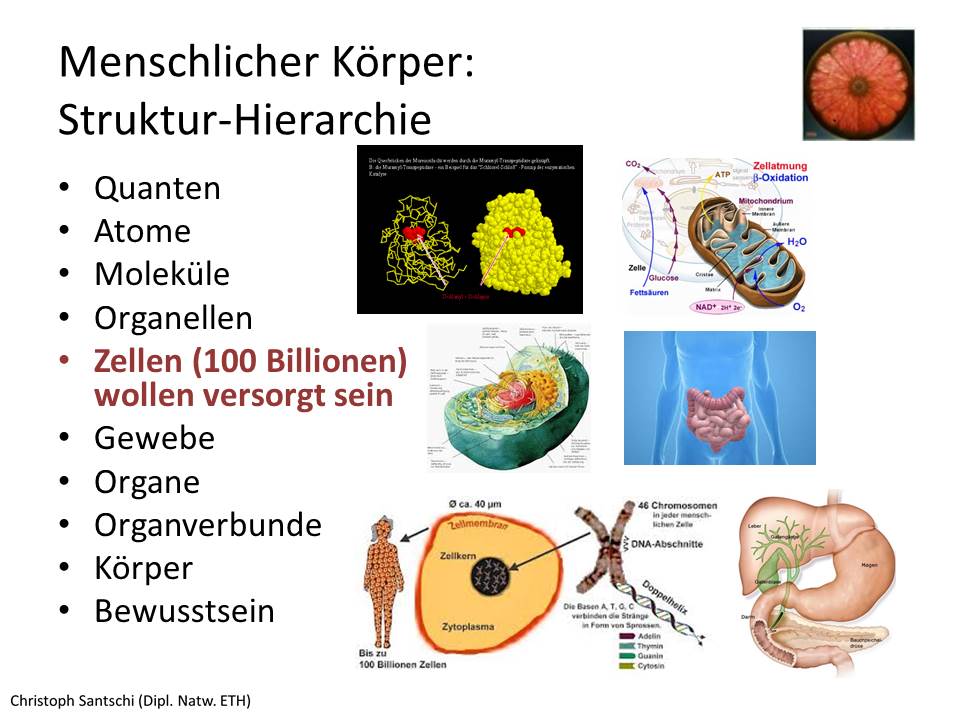 Folie3.JPG (960×720) | Gesunde lebensweise, Gewebe, Zellen