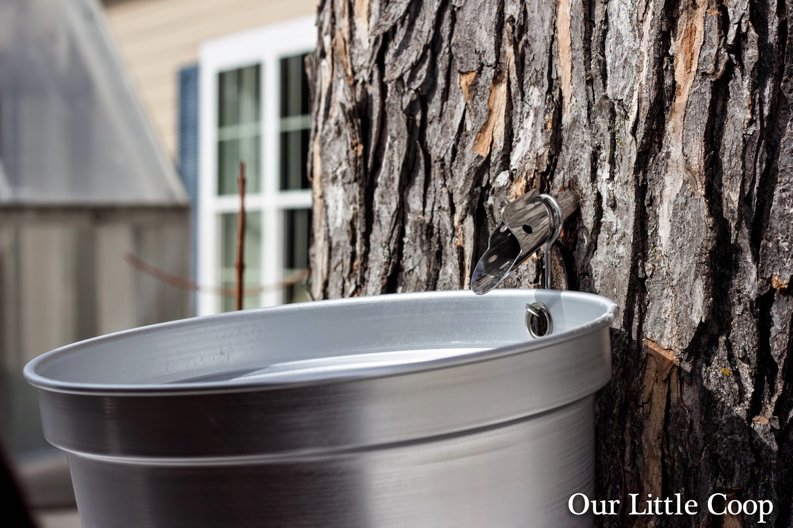 Our Little Coop Tree Tapping with Tap My Trees