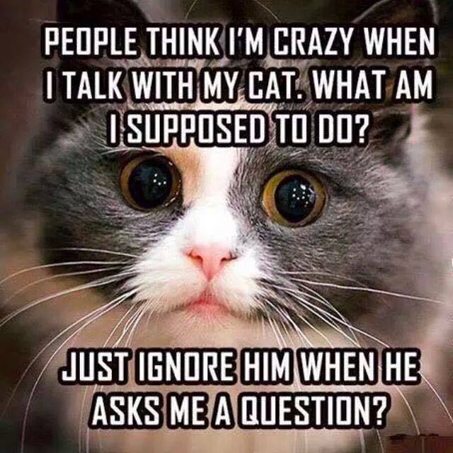 cat_ask_question.jpg