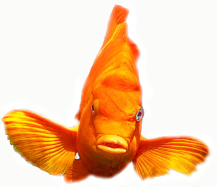 deniz baliklari damsel fish