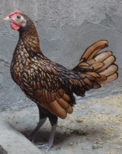 Ayam Batik Kanada Coklat Gold Betina