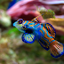 5 Ornamental Fish in the World