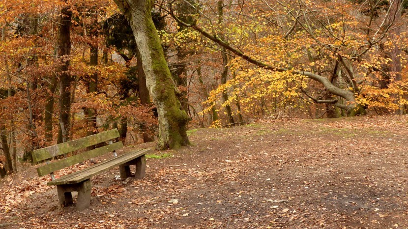 Rund Um Den Cleebaum Cleeberg Wandern Taunus