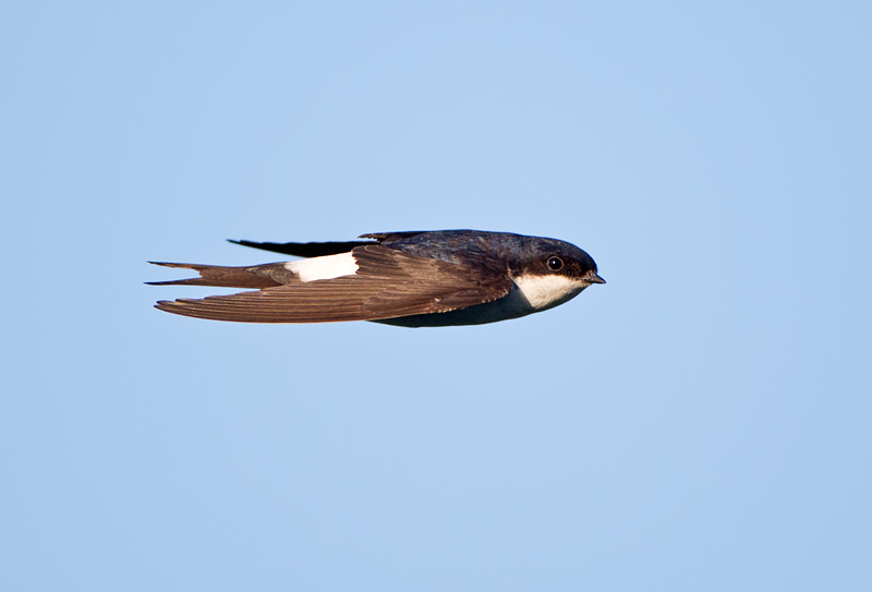 Russ Telfer Wildlife Photography House Martins & Swallows