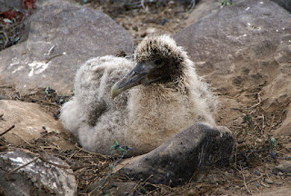 Waved Albatross Chick Punta Suarez Espanola Galapagos Islands