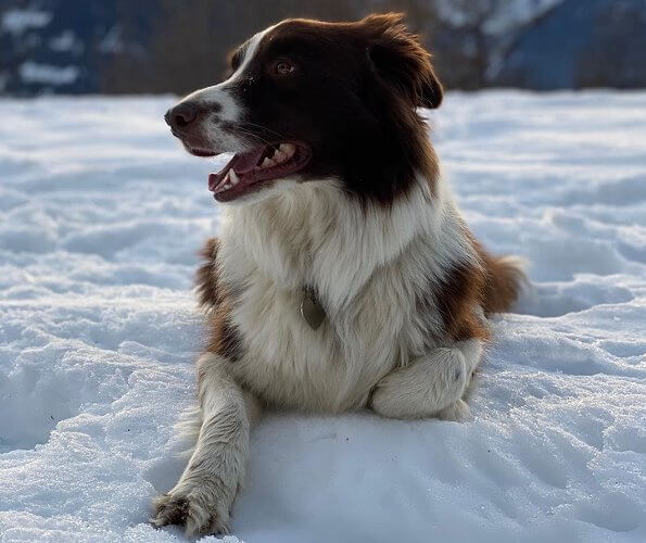 Prince Christian, Princess Isabella, Prince Vincent and Princess Josephine in Switzerland. family’s dog Grace