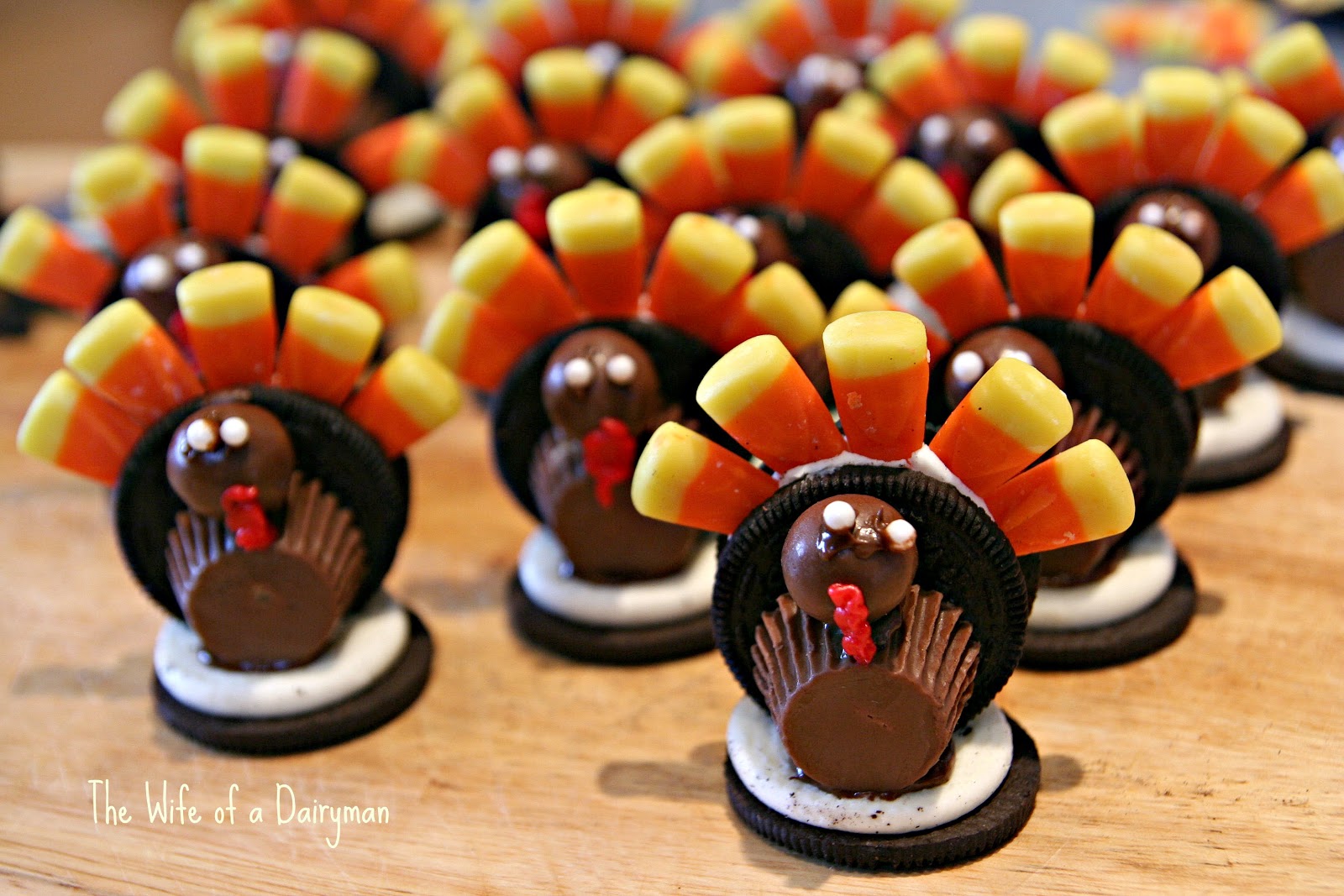 Dinner with animals thanksgiving wa Dinner with animals thanksgiving wa