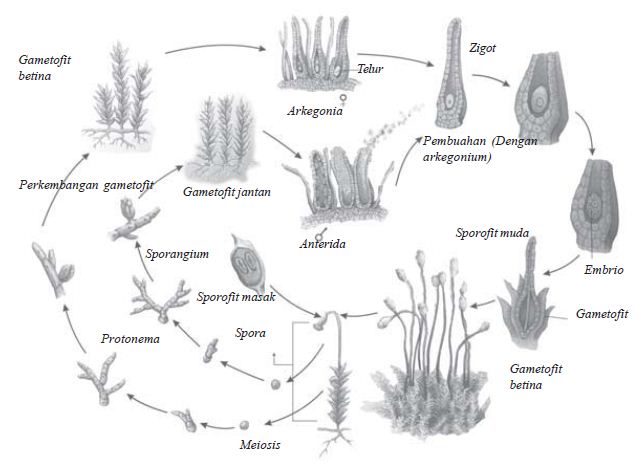 Gerak spermatozoid ke arkegonium pada tumbuhan lumut Gerak spermatozoid ke arkegonium pada tumbuhan lumut