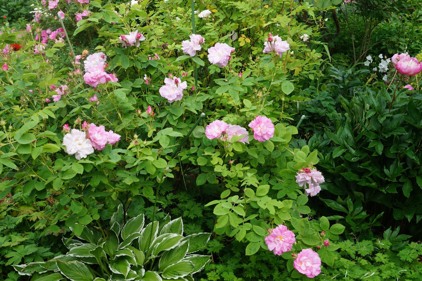 Lillians hage: Rosa Celsiana - en historisk rose med sterk og søtlig duft!