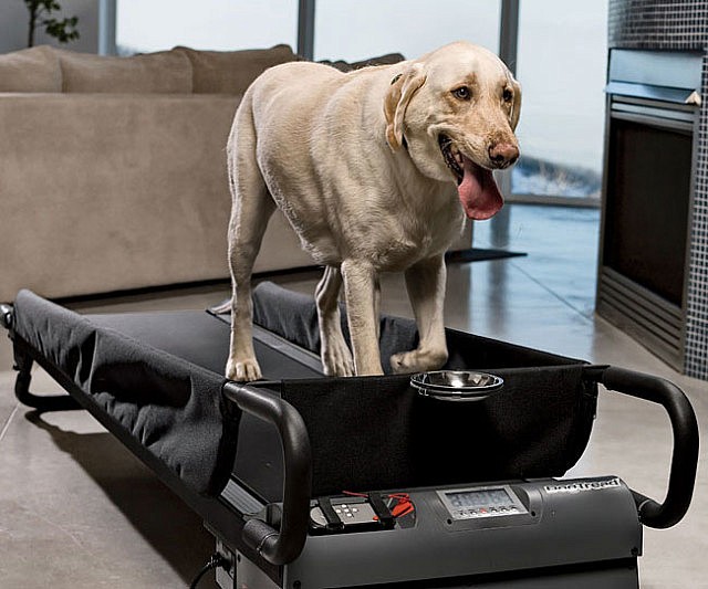 dog-treadmill