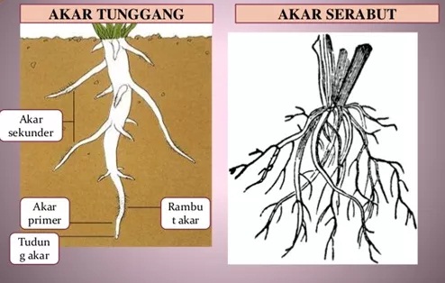 Perbedaan Akar Tunggang Dan Akar Serabut Lengkap Portal Pelajaran Biologi Ekonomi Agroteknologi Biografi Dll