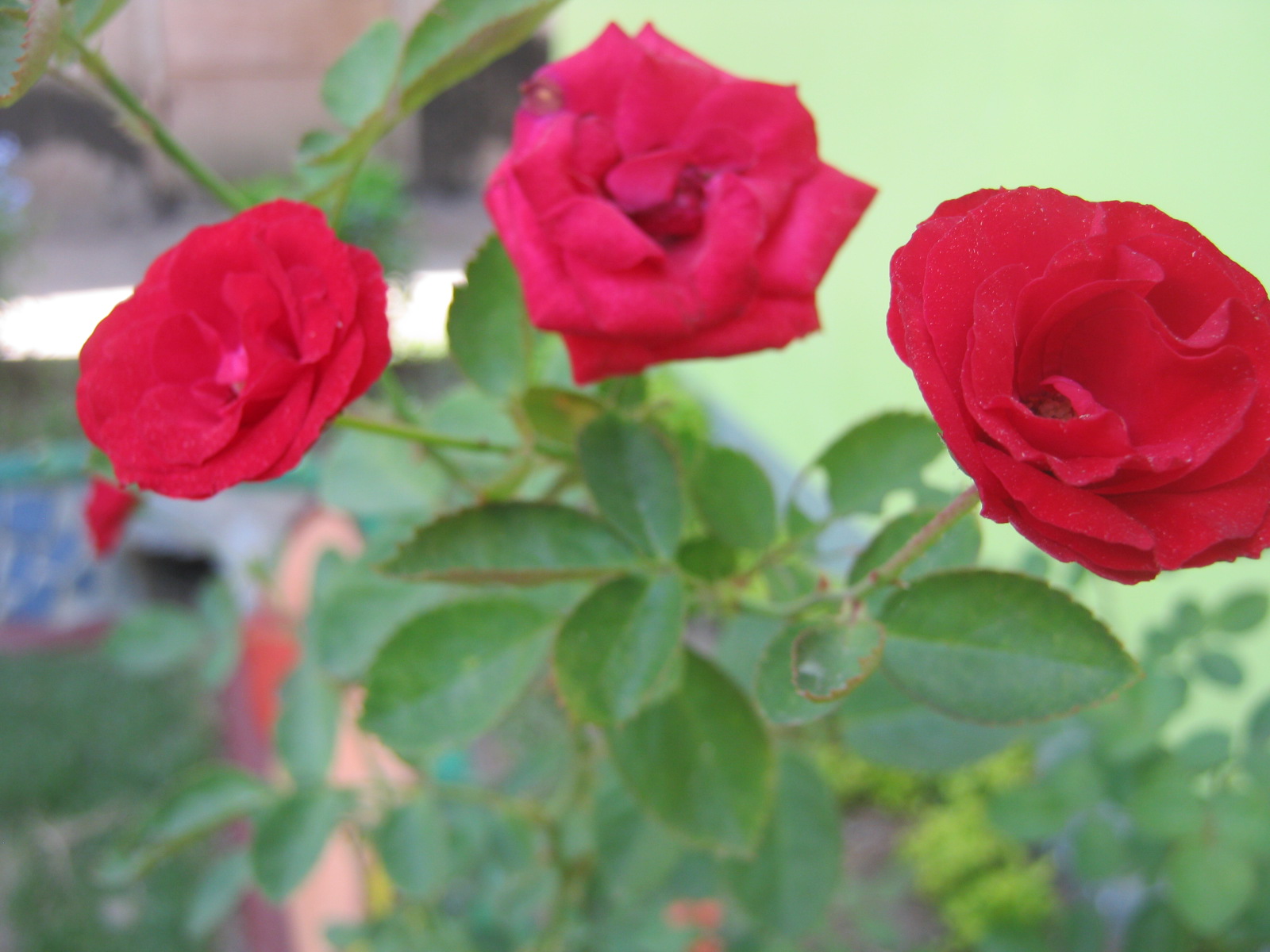 Biz Infomatics Tourist spots, Events, Foods in the Philippines