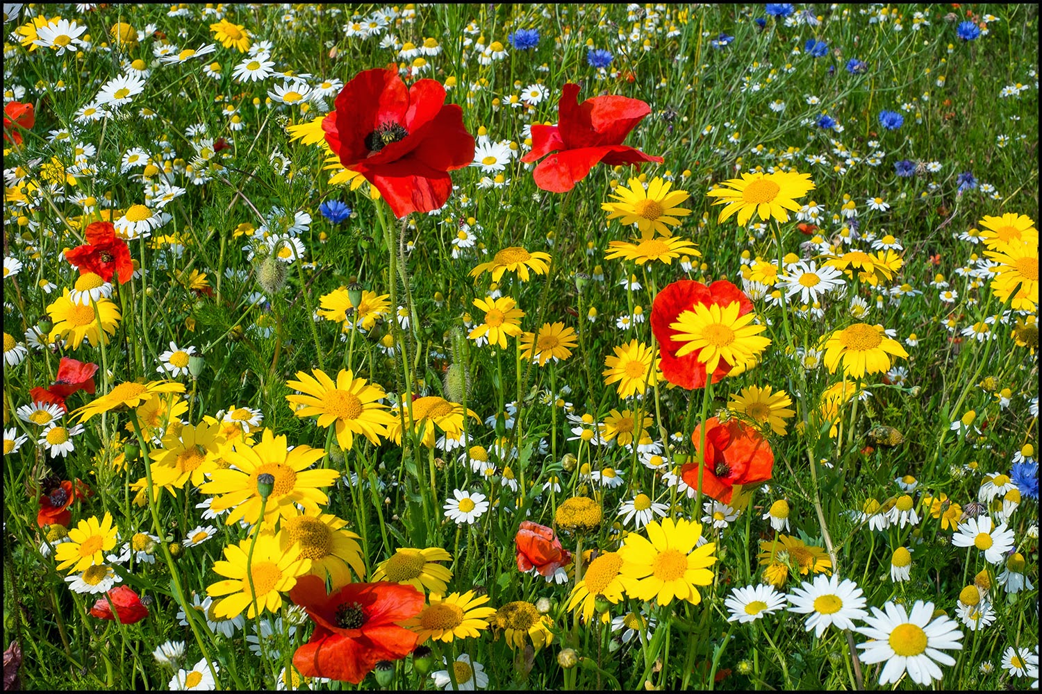 Digital Images: Wildflower meadows at Fir Tree Farm