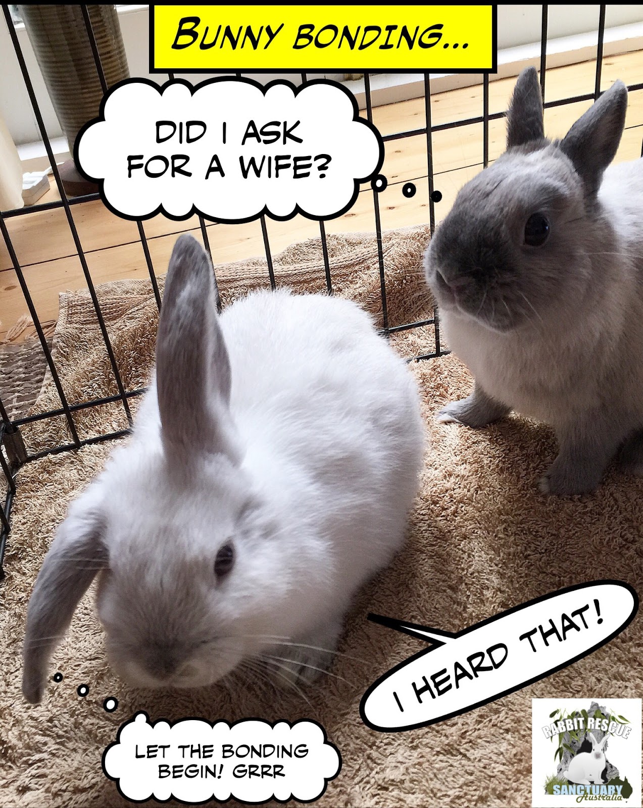 HOW TO BOND TWO RABBITS Rabbit Rescue Sanctuary