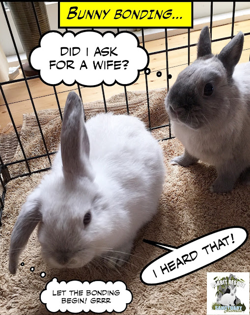 HOW TO BOND TWO RABBITS Rabbit Rescue Sanctuary