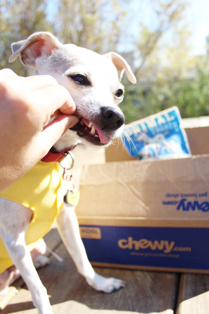 Primal Freeze-Dried Dog Treats Review #ChewyInfluencer