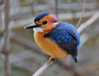 African Pygmy Kingfisher Juvenile