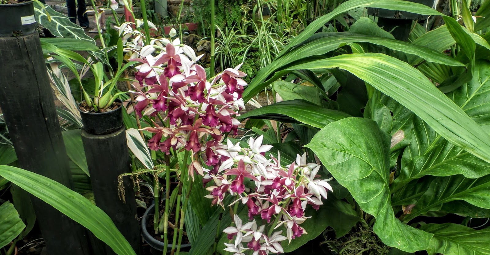 HAPPY RETIREE'S KITCHEN Celebrating Spring at the Annual Mackay