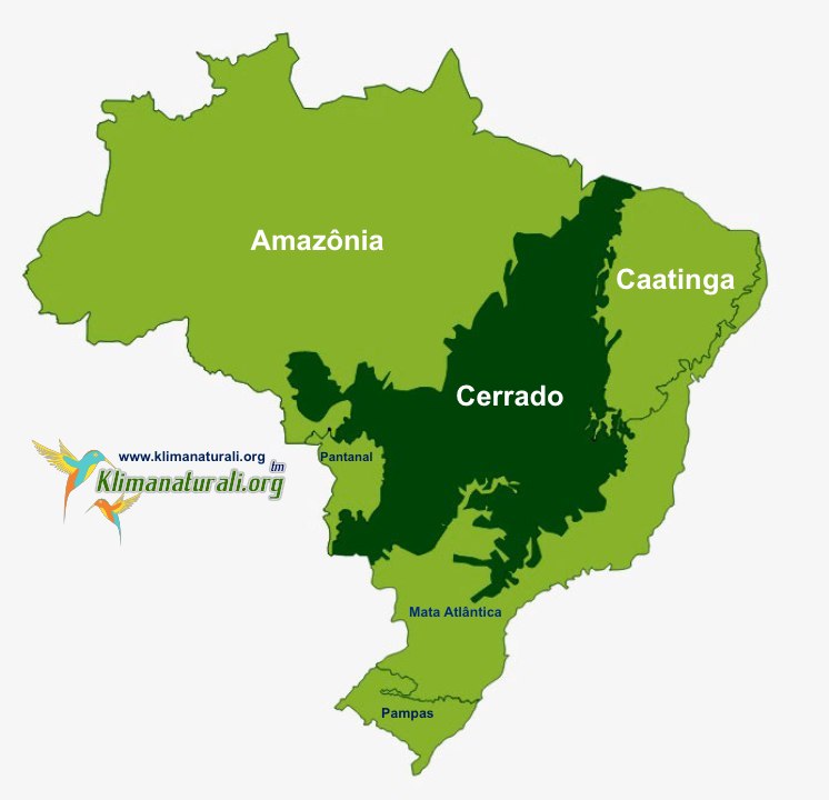 Domínio Morfoclimático dos Cerrados - Geografia Total™