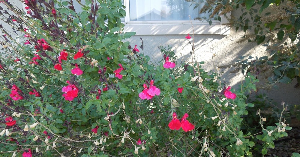 Barb's Garden Observations Sages Add Color and Attract Beneficial