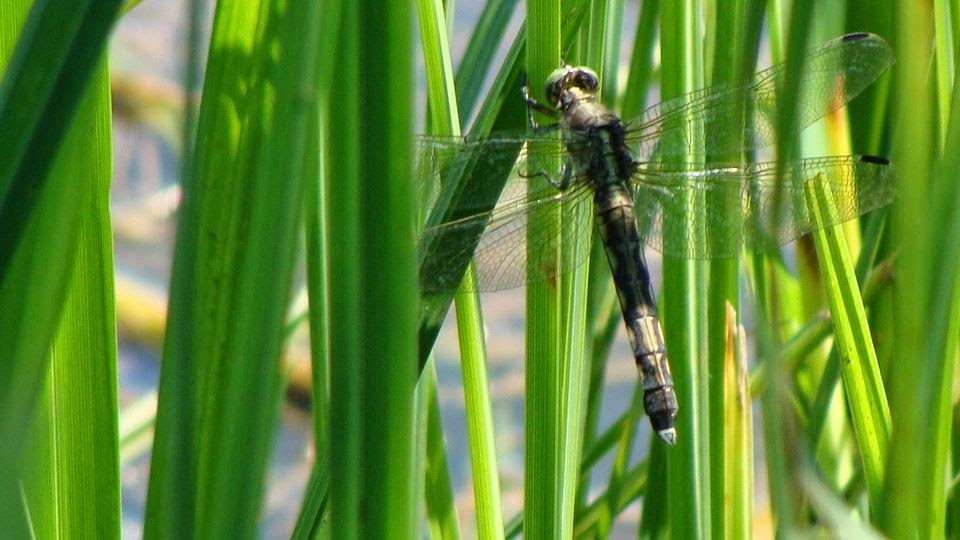 Orthetrum albistylum (female) DSC19016