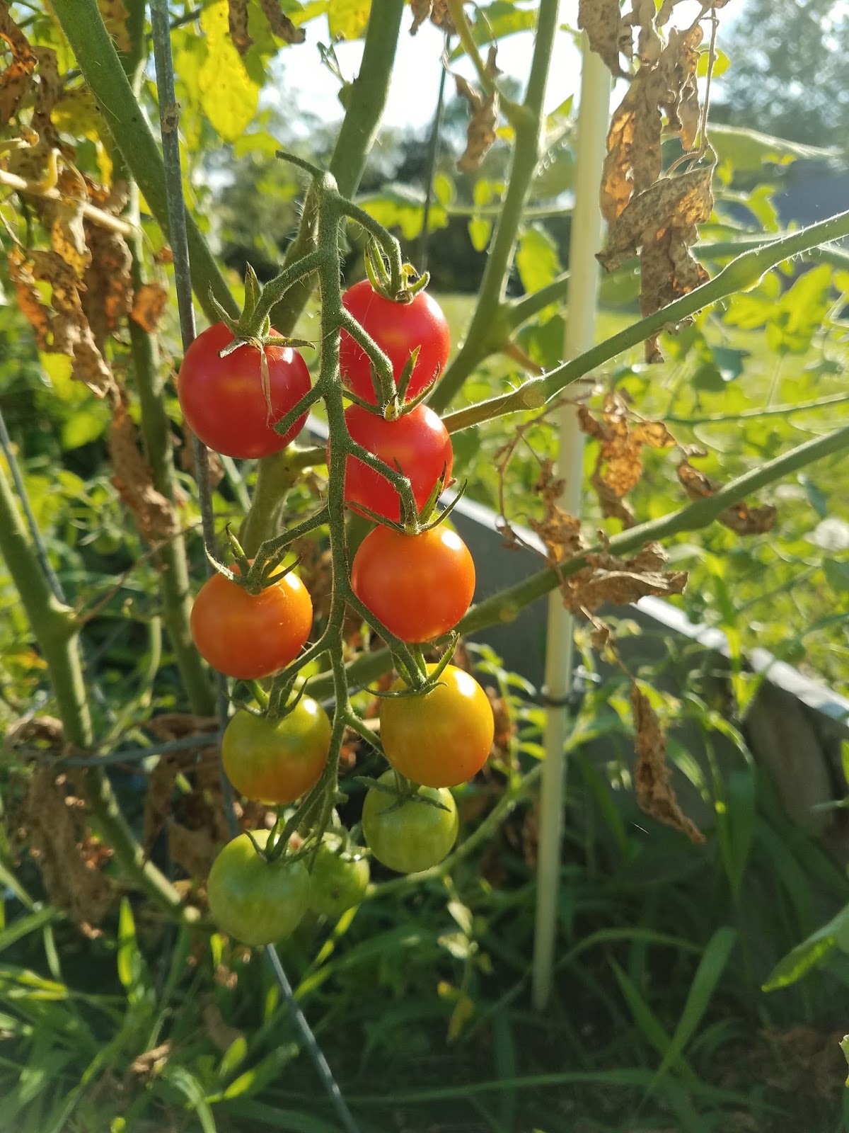 Missouri Gal Slow garden