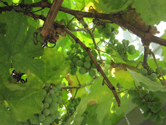 grapes are growing