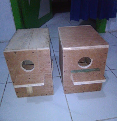 Jenis Glodok Untuk Lovebird Samlovebird