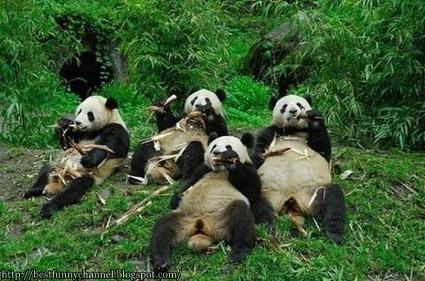 Funny pandas.