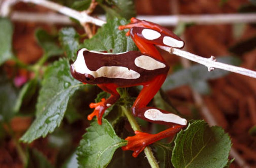 The Texan Herper: Quick Facts