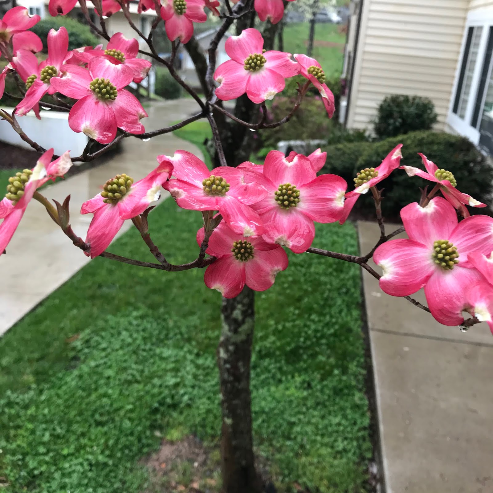 three-family-trees-the-longest-day-of-the-year