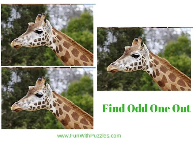 Spot The Difference Picture Brain Teaser Giraffe
