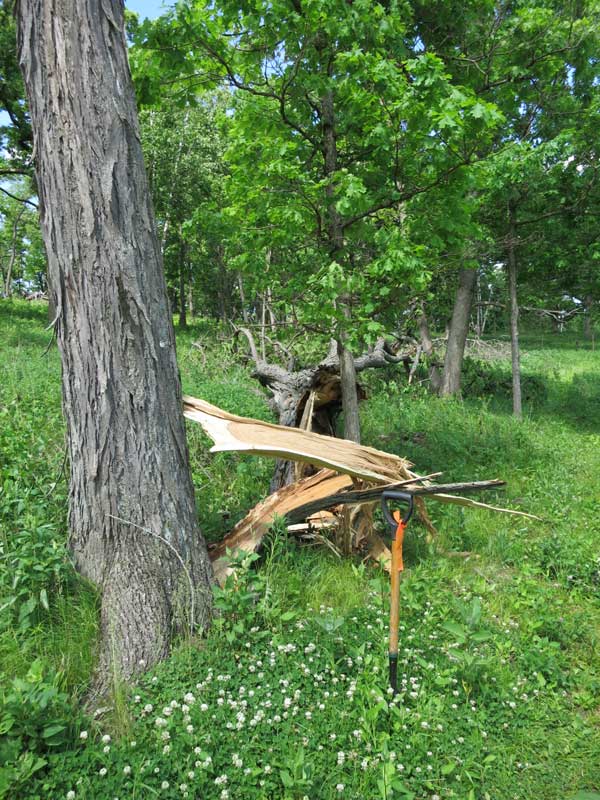 Tree-windthrow-hickory-5-28-2016-3502.jp